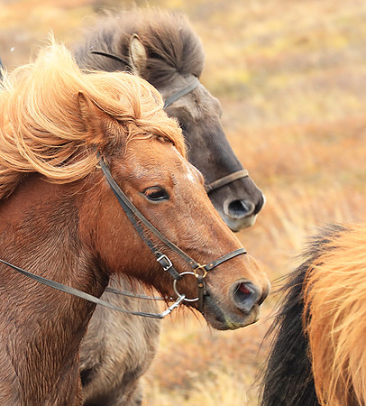 Islandic horses - Hjaltadalur Valley