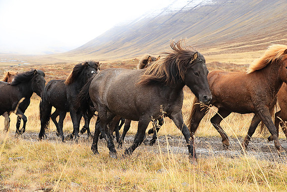 Islandic horses - Hjaltadalur Valley