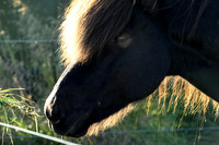 Islandic horses