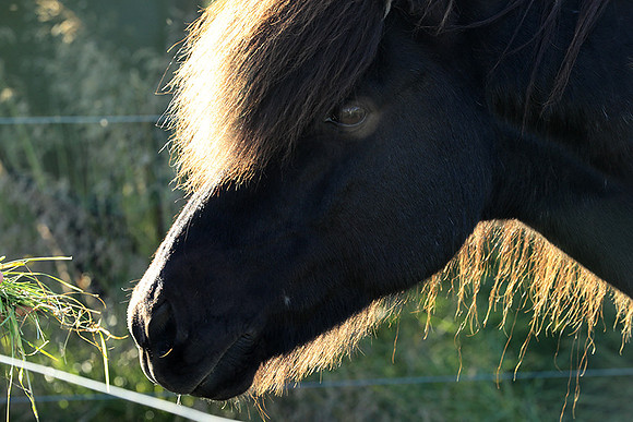 Islandic horses