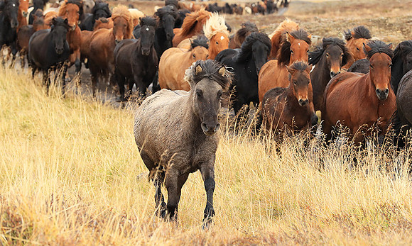 Islandic horses - Hjaltadalur Valley
