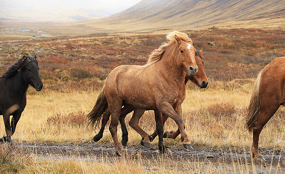 Islandic horses - Hjaltadalur Valley
