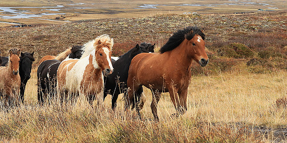 Islandic horses - Hjaltadalur Valley