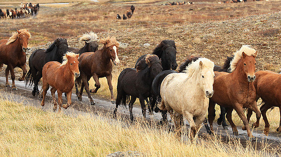 Islandic horses - Hjaltadalur Valley