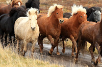 Horses