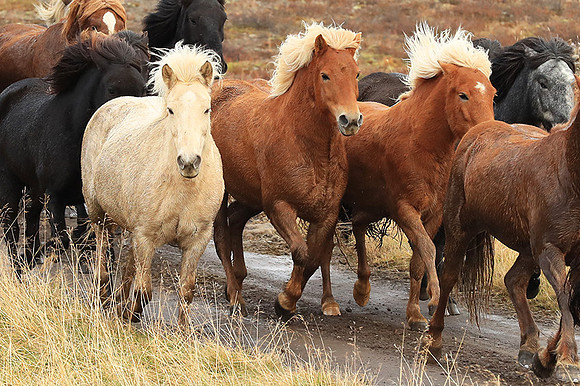 Islandic horses - Hjaltadalur Valley