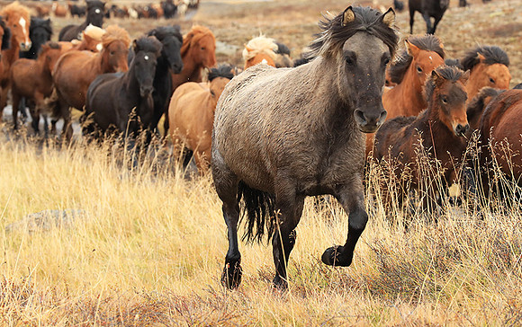 Islandic horses - Hjaltadalur Valley