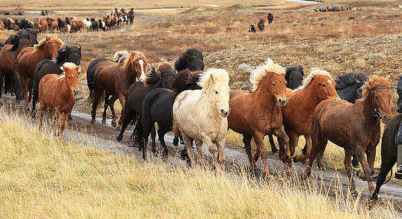Islandic horses - Hjaltadalur Valley
