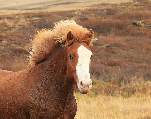 Islandic horses - Hjaltadalur Valley