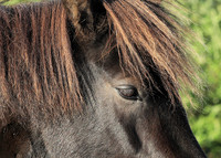 Islandic horses