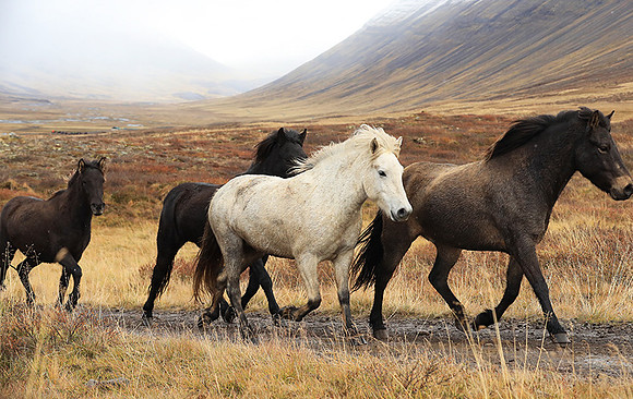Islandic horses - Hjaltadalur Valley