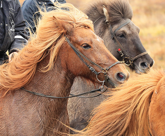Islandic horses - Hjaltadalur Valley