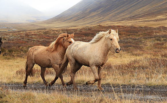 Islandic horses - Hjaltadalur Valley