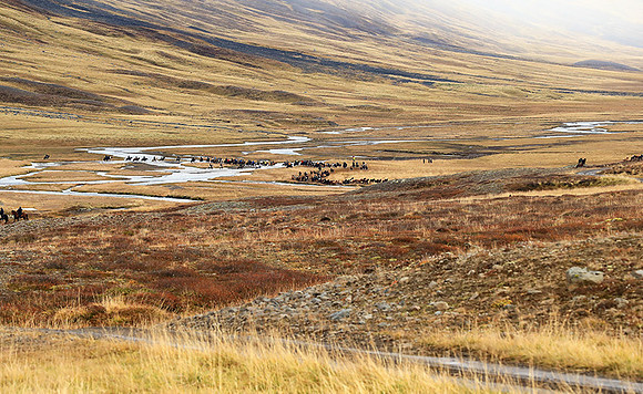 Islandic horses - Hjaltadalur Valley