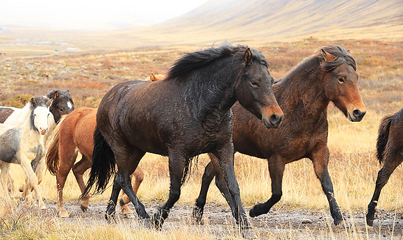 Islandic horses - Hjaltadalur Valley