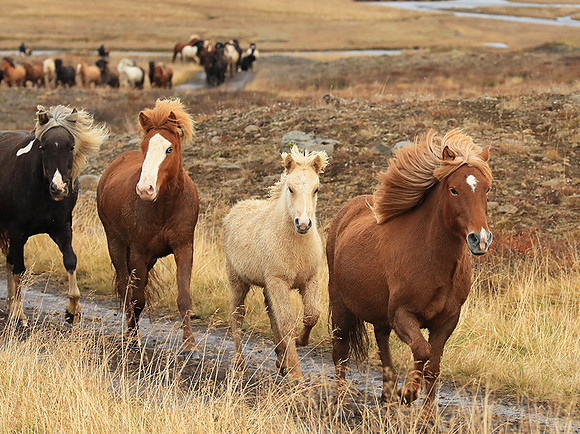 Islandic horses - Hjaltadalur Valley