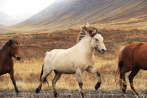 Islandic horses - Hjaltadalur Valley