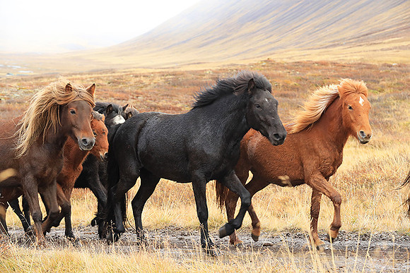 Islandic horses - Hjaltadalur Valley