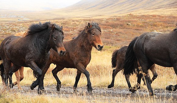 Islandic horses - Hjaltadalur Valley