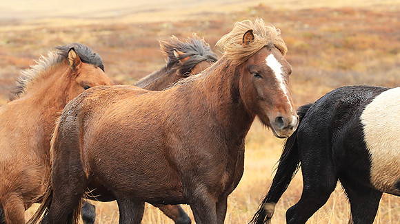 Islandic horses - Hjaltadalur Valley