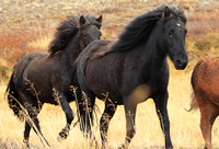 Islandic horses - Hjaltadalur Valley