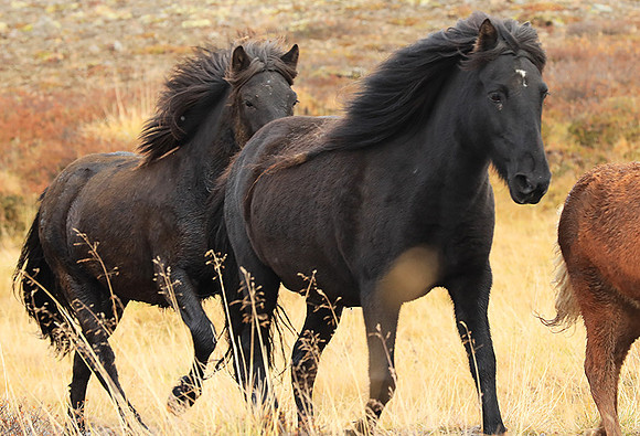 Islandic horses - Hjaltadalur Valley