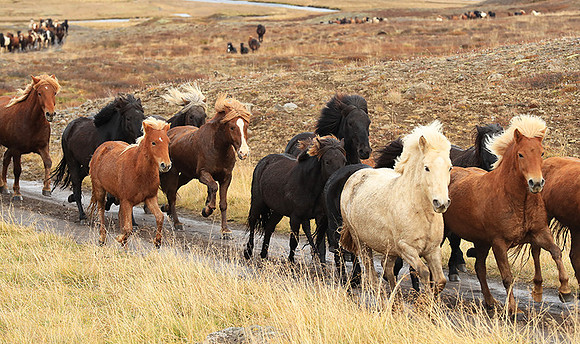 Islandic horses - Hjaltadalur Valley