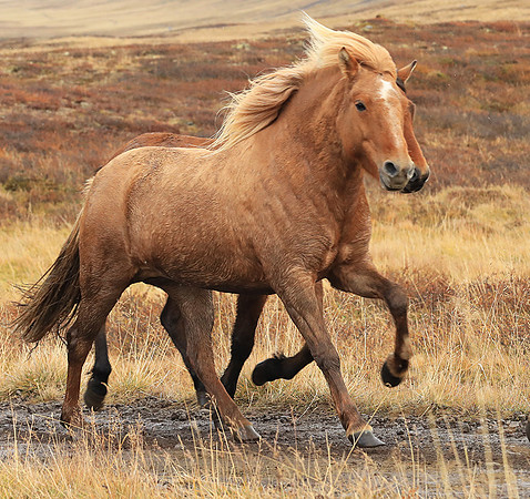 Islandic horses - Hjaltadalur Valley