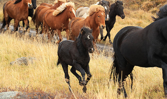 Islandic horses - Hjaltadalur Valley