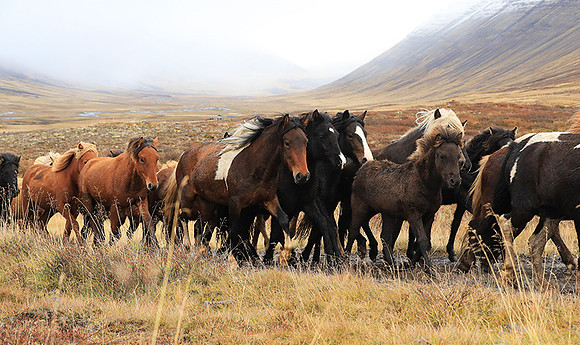Islandic horses - Hjaltadalur Valley