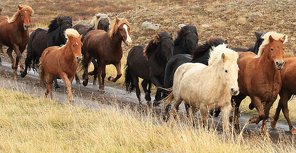 Islandic horses - Hjaltadalur Valley