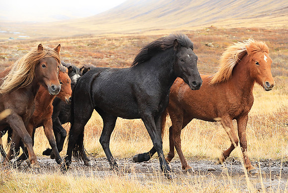 Islandic horses - Hjaltadalur Valley