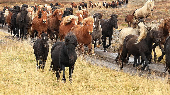 Islandic horses - Hjaltadalur Valley