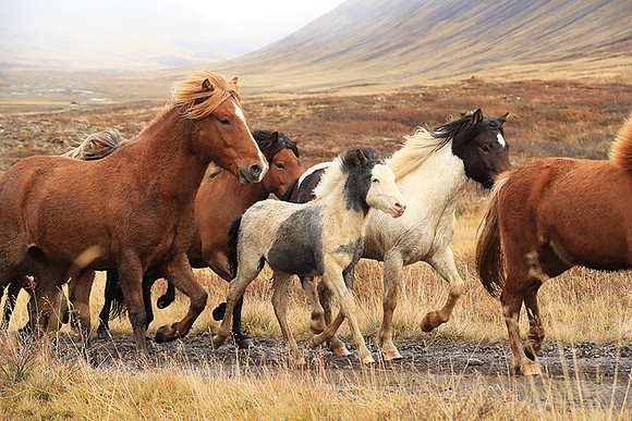 Islandic horses - Hjaltadalur Valley