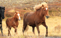 Islandic horses - Hjaltadalur Valley