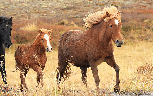 Islandic horses - Hjaltadalur Valley