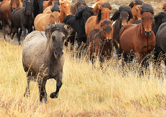 Islandic horses - Hjaltadalur Valley