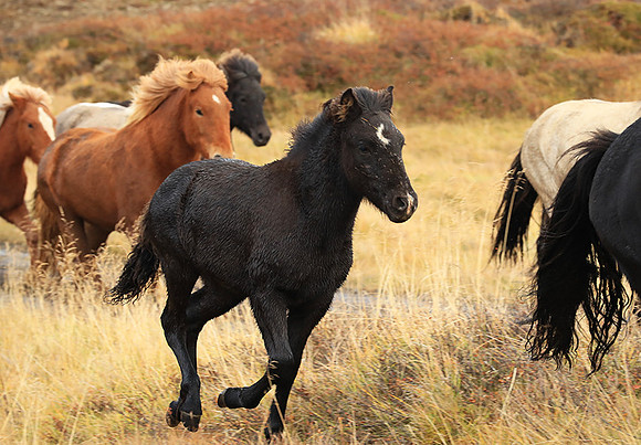 Islandic horses - Hjaltadalur Valley