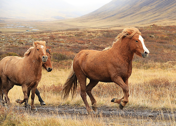Islandic horses - Hjaltadalur Valley