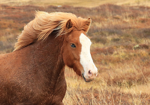 Islandic horses - Hjaltadalur Valley