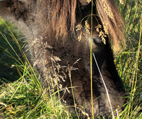 Islandic horses
