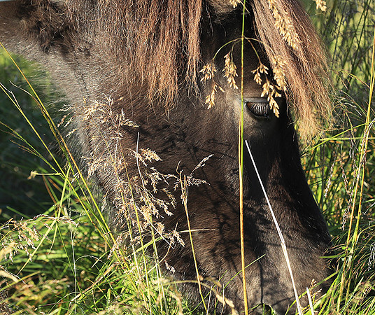 Islandic horses