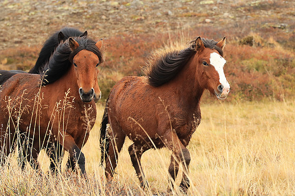 Islandic horses - Hjaltadalur Valley