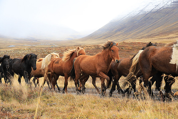 Islandic horses - Hjaltadalur Valley