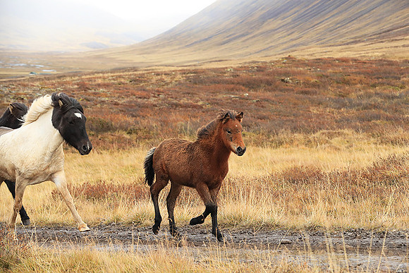 Islandic horses - Hjaltadalur Valley