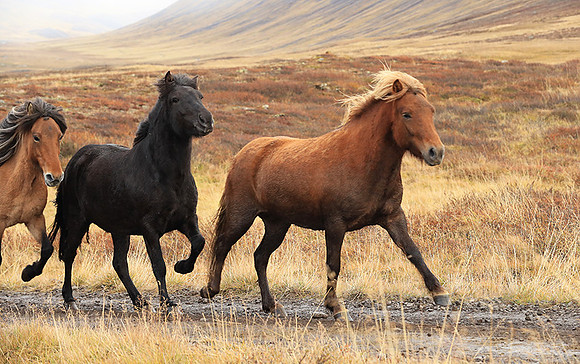 Islandic horses - Hjaltadalur Valley
