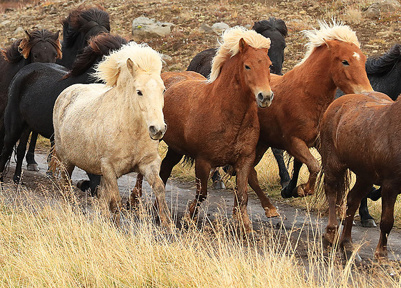 Islandic horses - Hjaltadalur Valley