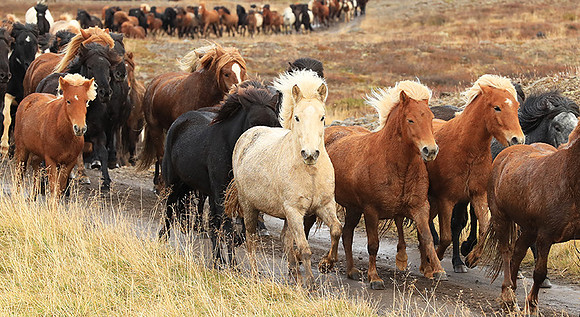 Islandic horses - Hjaltadalur Valley