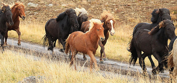 Islandic horses - Hjaltadalur Valley