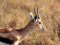 Thomson's gazelles